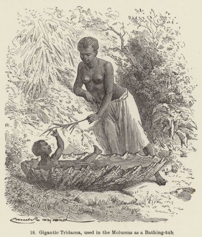 Moluccas