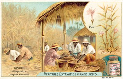 Zencefil (kromolito) by European School