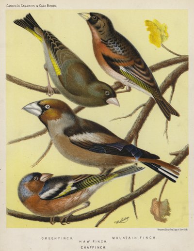 Yeşil Finch, Dağ Finch, Hawfinch, Chaffinch (renkli lito) by European School