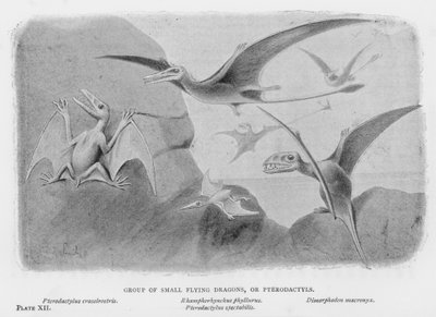 Küçük Uçan Ejderhalar Grubu veya Pterodactyls (lito) by European School