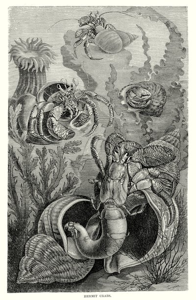 Hermit yengeçleri (gravür) by European School