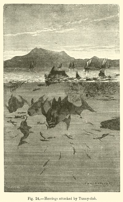 Tunny-fish tarafından saldırıya uğrayan ringa balığı (gravür) by European School