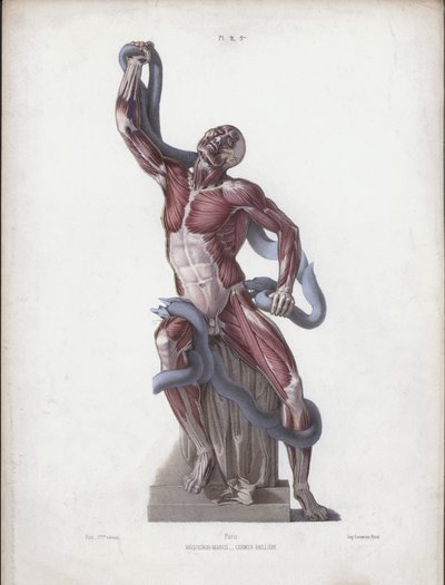 İnsanın Dış Formlarının Anatomisi için İllüstrasyon: Laokoon (renkli taş) by European School