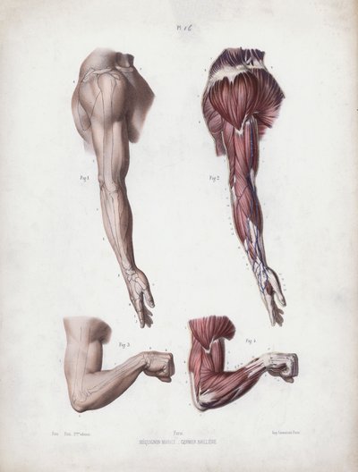 İnsanın Dış Formlarının Anatomisi için İllüstrasyon: Erkek kol ve eller (renkli lito) by European School