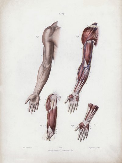 İnsanın Dış Formlarının Anatomisi için İllüstrasyon: Erkek kol ve eller (renkli taş) by European School