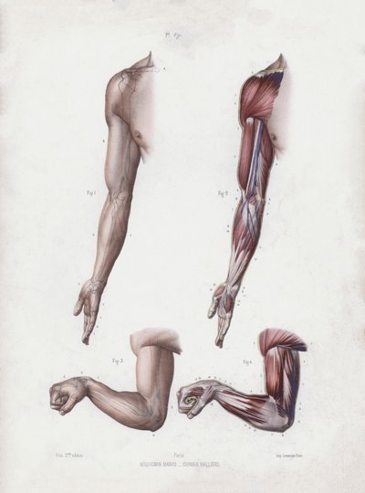 İnsanın Dış Formlarının Anatomisi için İllüstrasyon: Erkek kol ve eller (renkli taş) by European School