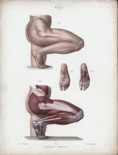 İnsanın Dış Formlarının Anatomisi için İllüstrasyon: Erkek bacak ve ayak (renkli taş) by European School