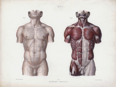 İnsanın Dış Formlarının Anatomisi için İllüstrasyon: Erkek gövde, önden görünüm (renkli taş) by European School