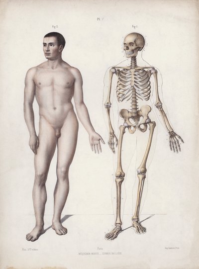 İnsanın Dış Formlarının Anatomisi için İllüstrasyon: Ayakta duran adam (renkli taş) by European School