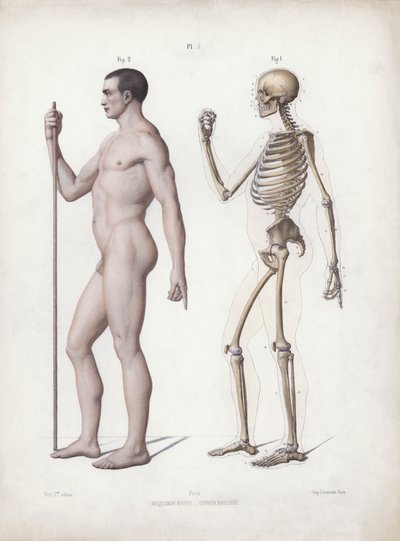 İnsanın Dış Formlarının Anatomisi için İllüstrasyon: Ayakta duran adam, yandan görünüş (renkli taş) by European School