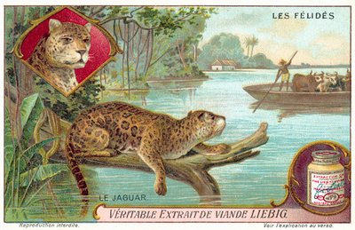Jaguar (kromolito) by European School