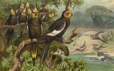 Keilschwanz-Kakadu, Corella by European School