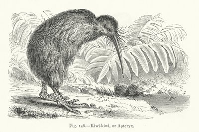 Kivi-kivi veya Apteryx (gravür) by European School