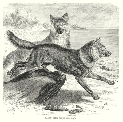Malay vahşi köpeği (gravür) by European School