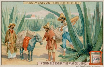 Kaktüsten Pulque Çıkaran Meksika by European School