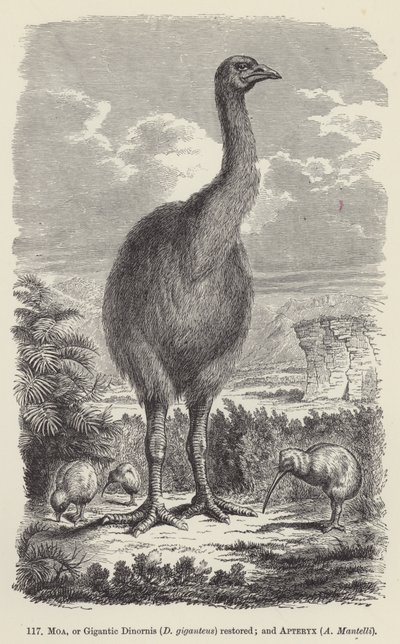 Moa veya Gigantic Dinornis (D giganteus) restore edildi; ve Apteryx, A Mantelli (gravür) by European School
