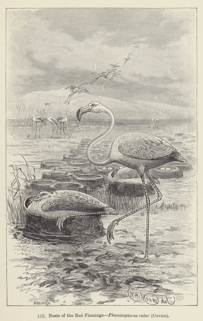 Kırmızı Flamingo Yuvaları, Phoenicopterus ruber, Cuvier (gravür) by European School