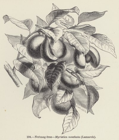 Küçük hindistan cevizi ağacı, Myristica moschata, Lamarck (gravür) by European School