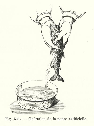 Yapay yumurtlama işlemi (gravür) by European School