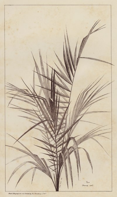 Palmiye, Chamaerops Exelsa (taş) by European School