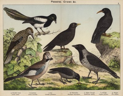 Passeres, Crows (renkli taş baskı) by European School