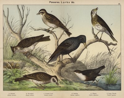 Yoldan geçenler, Larks by European School