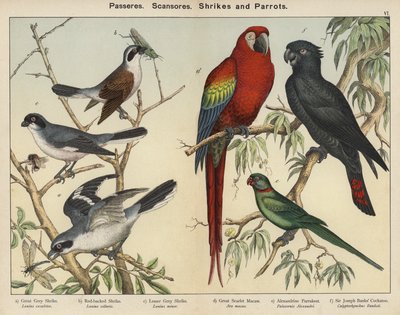 Passeres, Scansores, Shrikes ve Parrots (renkli taş baskı) by European School