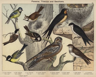 Yoldan geçenler, Titmice ve Kırlangıçlar (renkli taş) by European School