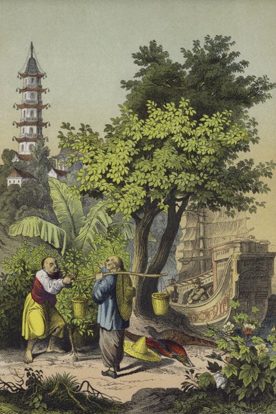 Çin halkı ve bitkileri (renkli lito) by European School