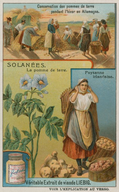 Patates by European School