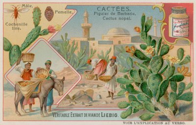 Dikenli armut (Cactus Nopal) ve Cochineal Beetle by European School
