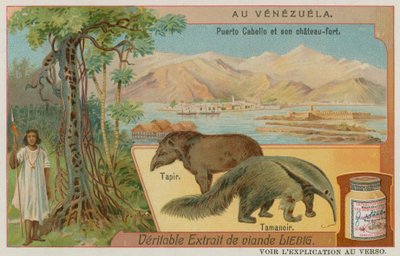 Puerto Cabello ve Tapir ve Karıncayiyen ile Kalesi by European School