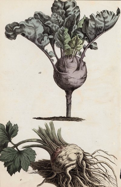 Kök sebzeler (renkli lito) by European School