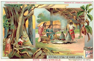 Kauçuk ağacı (chromolitho) by European School