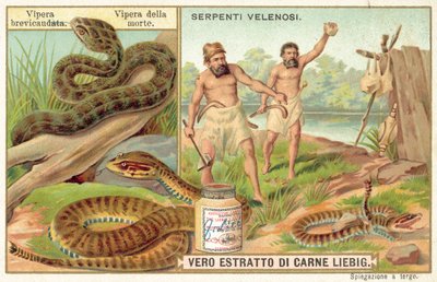 Kısa kuyruklu engerek ve ortak ölüm toplayıcı (chromolitho) by European School