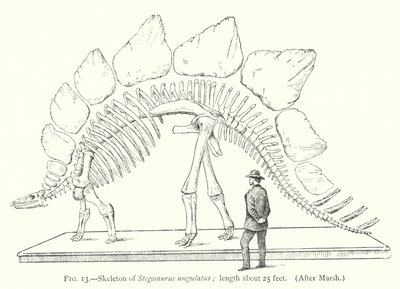Stegosaurus ungulatus (lito) iskeleti by European School