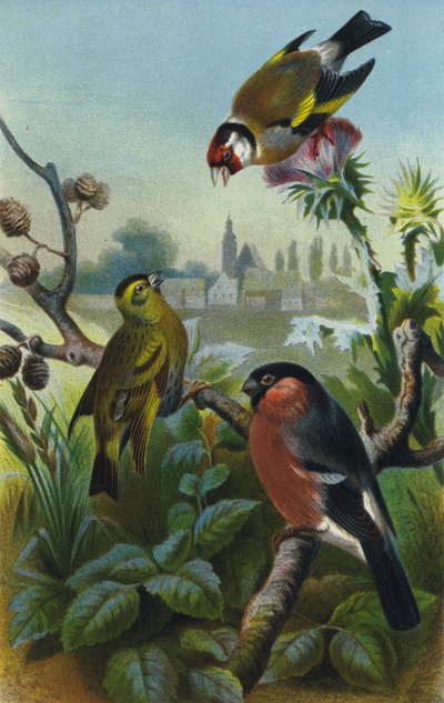 Saka kuşu, şakrak kuşu ve şakrak kuşu by European School