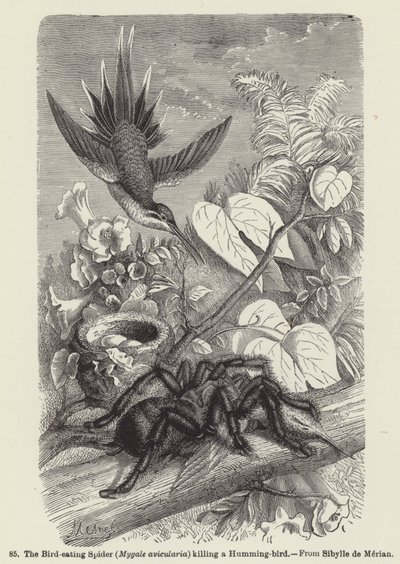 Kuş Yiyen Örümcek (Mygale avicularia) Sinek kuşunu öldürüyor (gravür) by European School