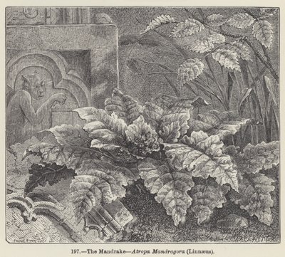 Adamotu, Atropa Mandragora, Linnaeus (gravür) by European School