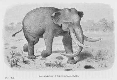 Ohio Mastodon, M Americanus (lito) by European School