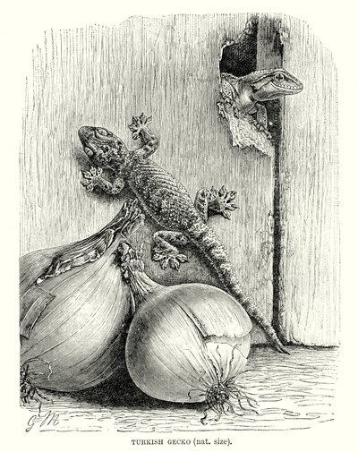 Türk Gecko (gravür) by European School