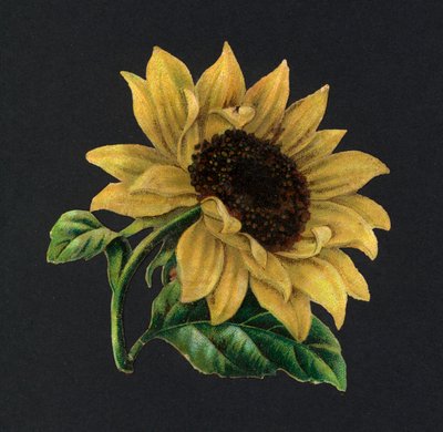 Viktorya dönemi artıkları: Ayçiçeği (chromolitho) by European School