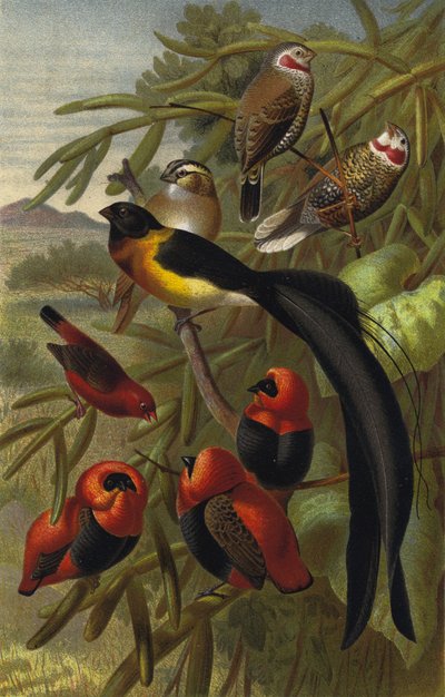 Webervogel by European School