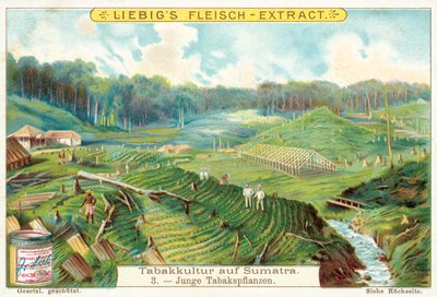 Genç tütün bitkileri (chromolitho) by European School