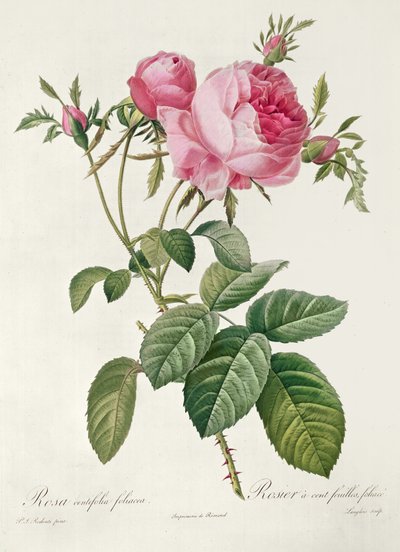 Teori, les Roses, Rosa Centifolia Foliacea (litografi) by Eustache Hyacinthe Langlois