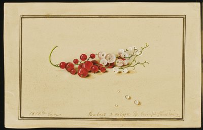 Kırmızı ve Beyaz Kuş üzümü, 1818 by Fedor Petrovich Tolstoy