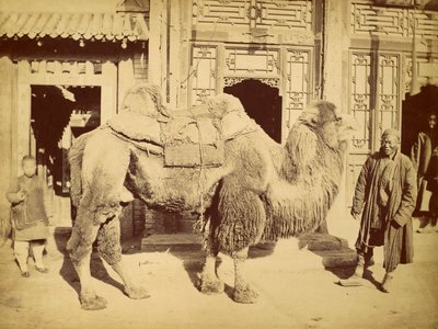 Bactrian Camel with Handler, c.1860 (fotogravür) by Felice Beato