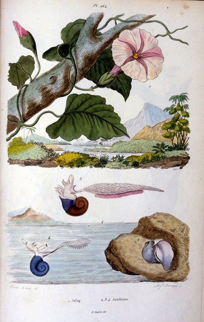 Su salyangozu by Felix-Edouard Guerin