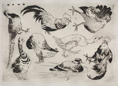 Akşam Yemeği Servisi (Rousseau servisi): Horoz, ördek vb. (no. 13) by Felix Bracquemond
