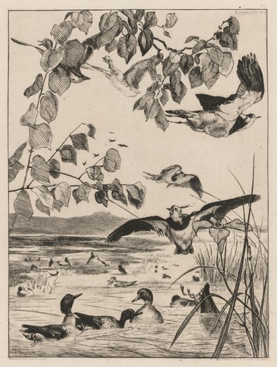 Lapwings ve Teals by Felix Bracquemond
